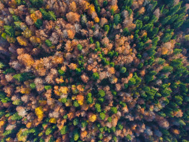 Boje jeseni. Šareno drveće na planini u oktobru. Drveće u šumi, snimak dronom.