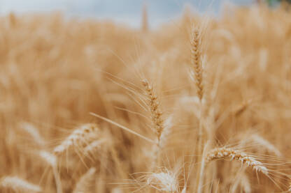 Polje pšenice, detalj pšenice
