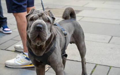 Shar Pei, vrsta psa. Kineski šar-pej na povodcu. Kućni ljubimac.