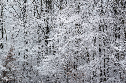 Grane pokrivene snijegom i mrazom, šuma tokom zime