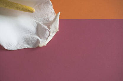 Cvijet kale na narandzastoj pozadini