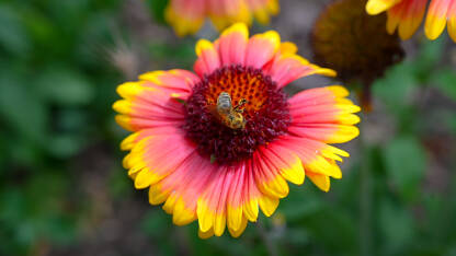 Pčela skuplja pelud s cvijeta u polju, izbliza.