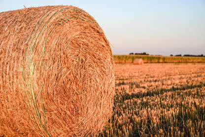 Bale sijena u polju. Bale ili koluti sijena na poljoprivrednom zemljištu.