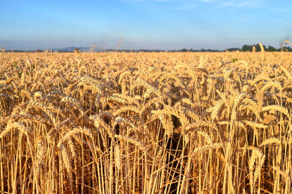Kombajn sakuplja pšenicu u polju. Žetva pšenice.