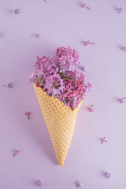 Cvjetovi jorgovana u kornetu za sladoled na ljubičastoj podlozi, proljeće - koncept