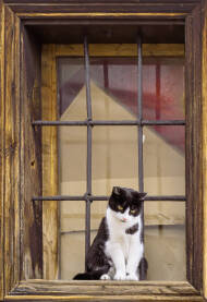 Crno-bijela mačka sjedi na starom drvenom prozoru sa rešetkama, u mirnom i autentičnom ambijentu starog grada.