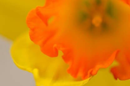 Narcis cvijeće, makro