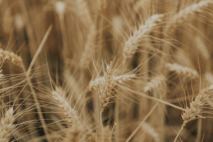 Detalji pšenice