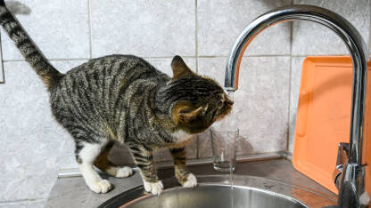 Mačka pije vodu iz česme.