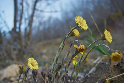 Podbjel (lat. Tussilago farfara) je ljekovita biljka čiji se cvjetovi pojavljuju rano u proljeće. Koristi se u narodnoj medicini kao najbolji lijek za dišne organe.