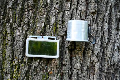 Ogledalo i čaša na drvetu. Pribor za brijanje na selu.