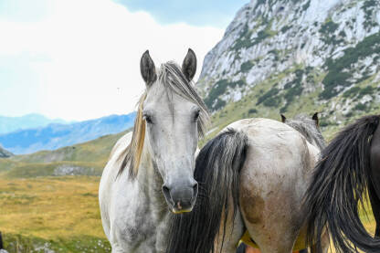 Prekrasan bijeli divlji konj na planini. Skupina divljih konja u prirodi.