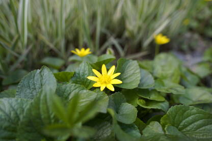Žuti cvijet ledinjaka ili zlatice. Cvjetovi cvatu u rano proljeće, otvoreni su samo ujutro i za sunčana vremena a zatvaraju se kada se sprema kiša.