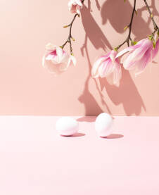 Dva bijela jaja i grana s ružičastim cvjetovima magnolije.