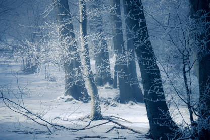 Smrznute grane stabala u snijegu. Zima u šumi.