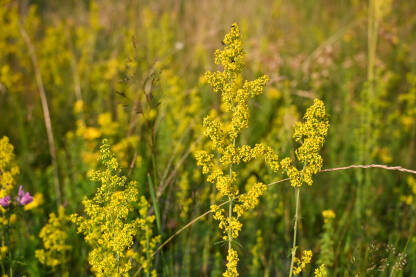 Žuta broćika (Galium verum) raste na livadi.