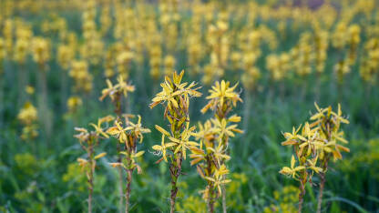Žuta zlatoglavica. Asphodeline lutea. Žuta zlatoglavica. Asphodeline lutea. Žuto cvijeće cvjeta u polju.