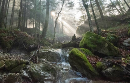 Sunce i potok u šumi.