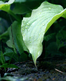Veliki zeleni list sa kapljicama kiše