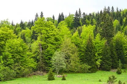Šuma u proljeće. Zelene grane na drveću.