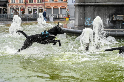 Psi se zabavljaju u fontani. Crni psi se igraju u vodi.