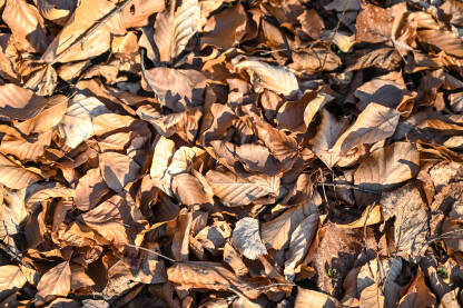 Otpalo suho lišće u šumi. Boje jeseni. Otpalo lišće na šumskom tlu.