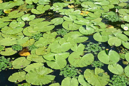 Cvijet i listovi lotusa na rijeci. Vodeni ljiljan raste na jezeru. Hutovo blato. Lokvanj.