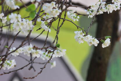 Behar. Prvo proljetno cvijeće. Nježan, bijeli cvijet.