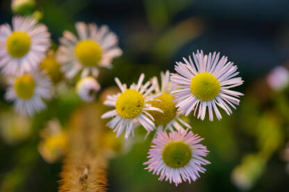 Cvijet bela rada, makro fotografija
