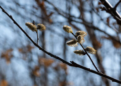 Vrbova grana sa muškim cvjetovima u proljeće - krupni plan