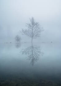 Drveće u magli na rijeci Uni