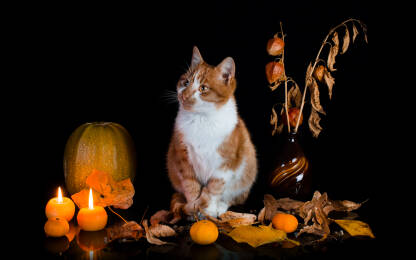 Jesenska tema: narančasto-bijeli mačak pozira ispred crne pozadine uz jesenske motive i svijeće sa naglašenim jesenskim bojama.