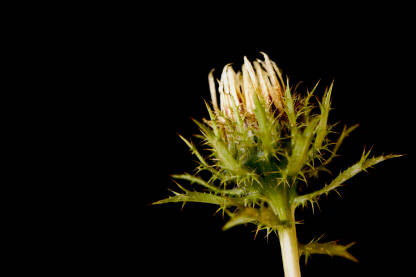 Karlina  (Carlina vulgaris), poznata i kao obična zečina ,  biljka  sa prepoznatljivim bodljikavim listovima i žućkastim cvjetnim glavicama.  Cvijet, krupni plan.
