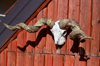 Rogovi ovna na lobanji na drvenim vratima. Ovnovi rogovi na farmi.