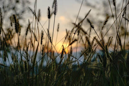 Trava sa zalaskom sunca u pozadini, zalak sunca