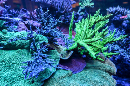 Koralji u tropskoj morskoj vodi. Koraljni greben.