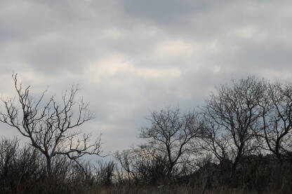 Grupe manjih stabala i grmlja na kršu. Gole suhe grane i tmurno nebo u pozadini.