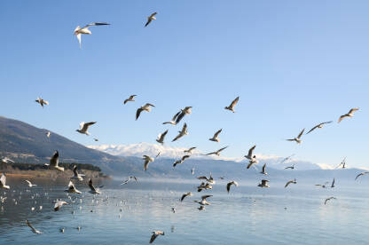 Jato galebova u letu u potrazi za hranom na jezeru. Skupina ptica u letu. Galebovi