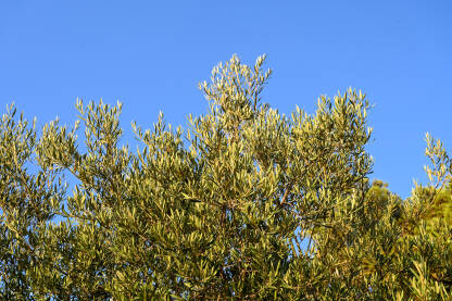 Lišće masline se njiše na vjetru. Zeleno lišće i grane masline tokom zalaska sunca.