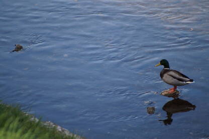 Na fotografiji se nalazi patka koja ima odraz u vodi, zelena trava sa strane upotpunjuje uhvaćeni momenat.