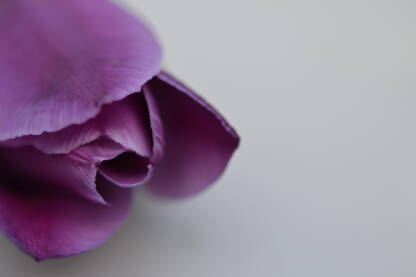 Ljubičasti tulipan na podlozi