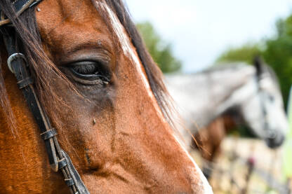 Prekrasan smeđi konj na ranču. Portret domaćeg konja u ularu.