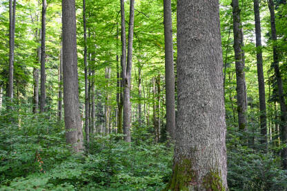 Prelijepa zelena šuma u planini. Drveće i grmlje u šumi.