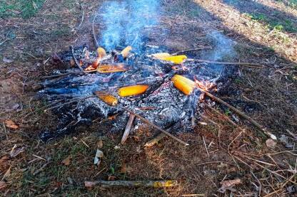 Pripremanje pečenjaka na vatri u prirodi. Pečenjek- mladi kukuruz za pečenje.