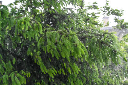 Ogromna kiša. Padaju kapi kiše. Kišni dan u proljeće.