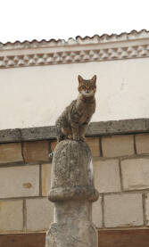 Ulična mačka na nadgrobnom spomeniku
