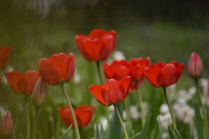 Mirisi proljeća cvijeće koje uvijek vrijedi imati u bašti i u vazni.
