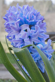 Plavi zumbul u parku na proljeće.