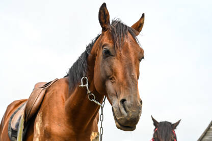 Predivan smeđi konj. Portret lijepog domaćeg konja u halteru.