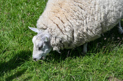 Ovca pase travu u Nizozemskoj. Bijele domaće ovce na terenu.